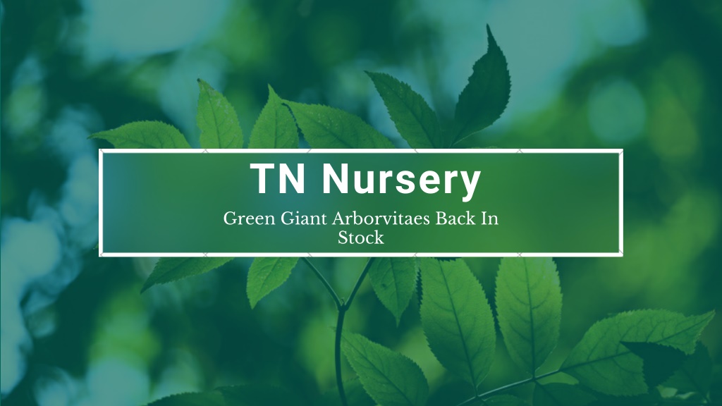 tn-nursery